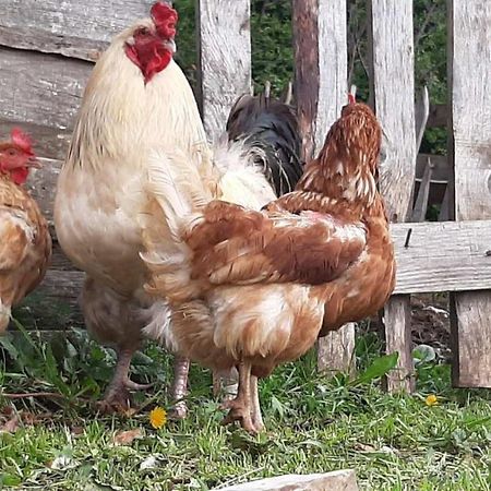 Etno Village Katun Žabljak エクステリア 写真