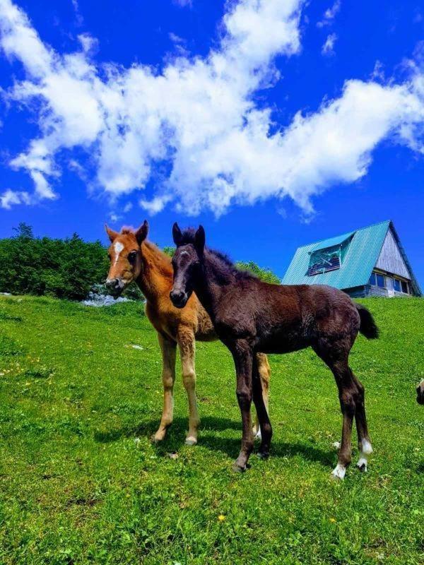 Etno Village Katun Žabljak エクステリア 写真