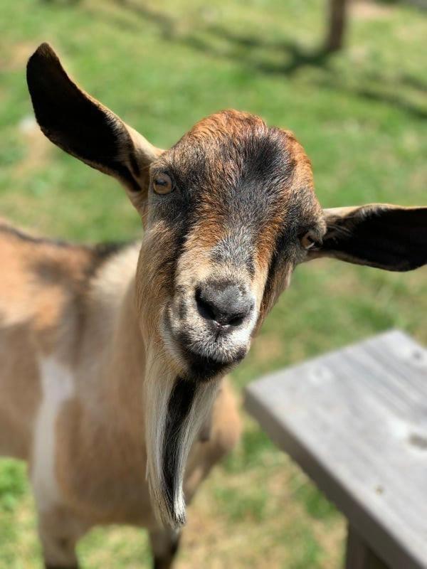 Etno Village Katun Žabljak エクステリア 写真
